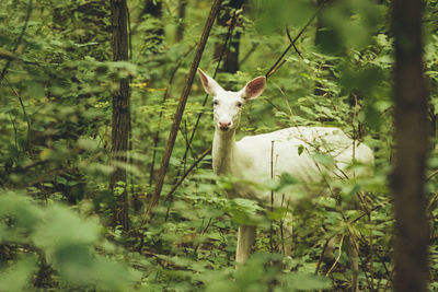 White deer in a forest