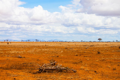 View of field at tsavo east national park