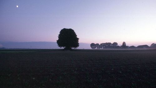 Trees on field against clear sky