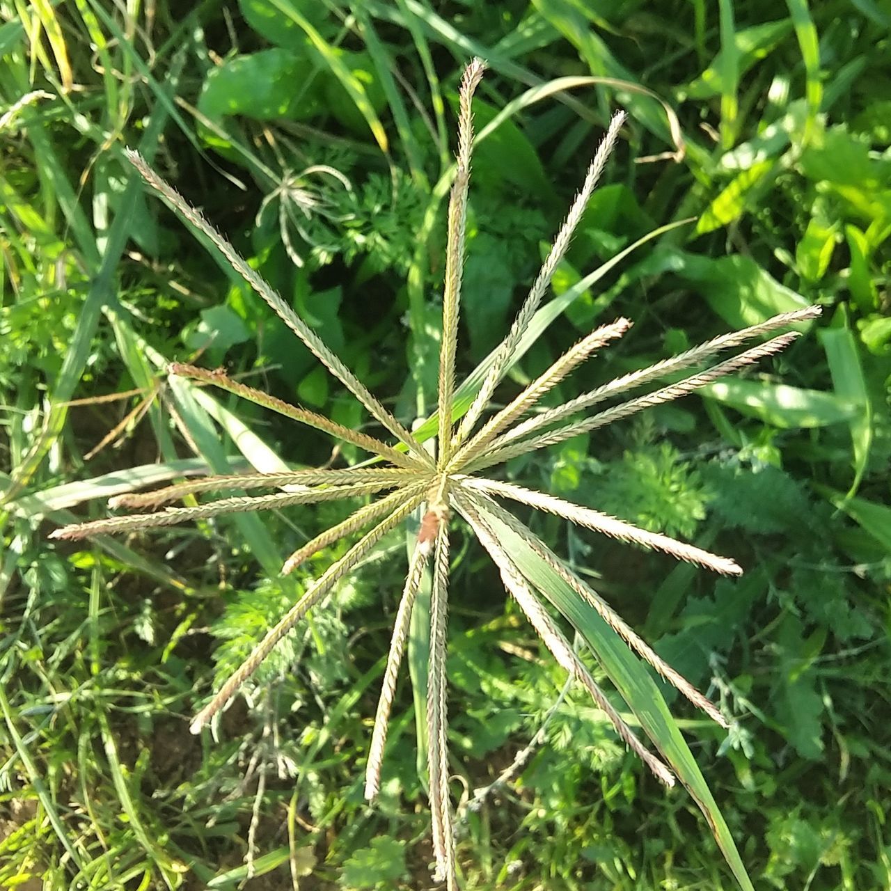 green color, plant, growth, beauty in nature, close-up, leaf, plant part, nature, no people, day, directly above, outdoors, high angle view, field, land, selective focus, tranquility, focus on foreground, freshness, grass