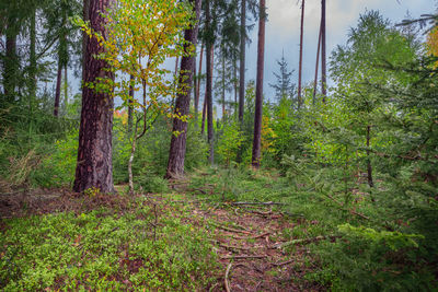 Trees in forest