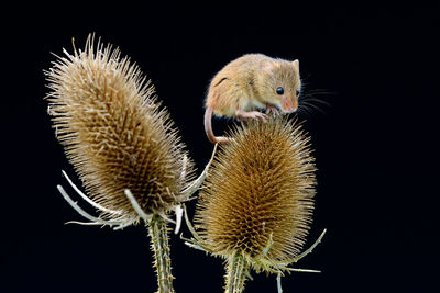 Close-up of rat on dried flowers against black background