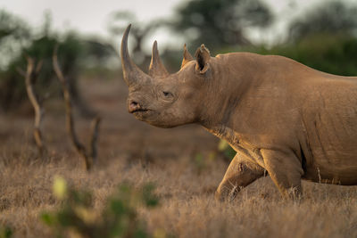 Close-up of black rhino walking across savannah