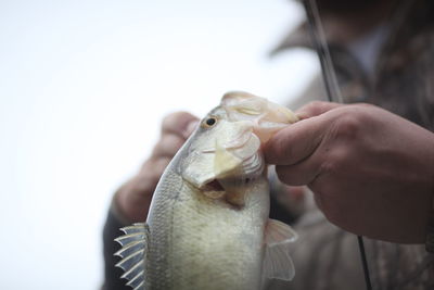 Close-up of hand holding fish