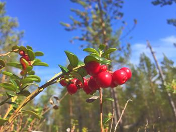 Close-up of cherries on tree