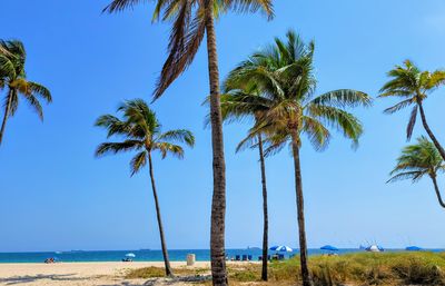 palm tree