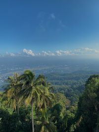 Scenic view of coconut palm trees against blue sky