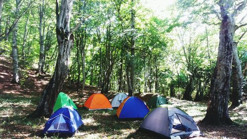 View of tent in forest