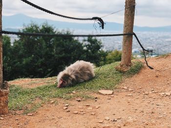 View of an animal on land