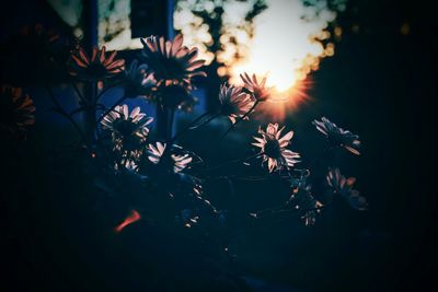 Close-up of plant against sunset