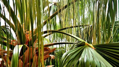 Close-up of palm tree