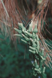 Close-up of dead plant