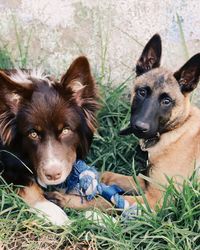 Portrait of dog on field