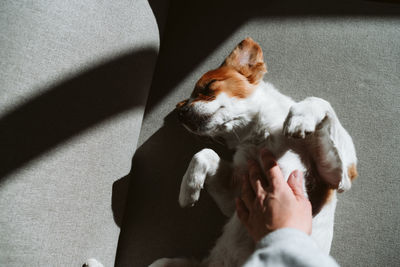 Woman hand touching cute jack russell dog sleeping on sofa at home during sunny day. relax indoors