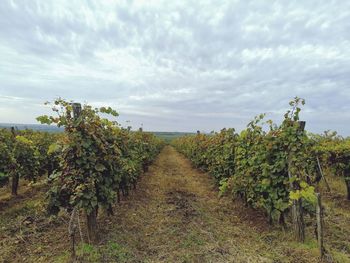 Scenic view of vineyard against sky