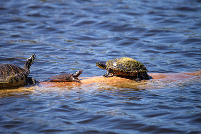 Softshell turtle apalone ferox sits on a log with a florida red bellied turtle pseudemys nelsoni