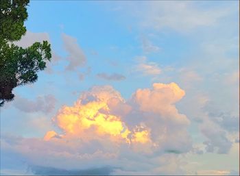 Low angle view of trees against sky during sunset