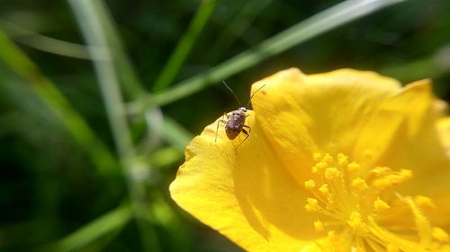 Close-up of bee on yellow flower