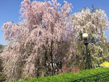 Low angle view of cherry blossoms against sky