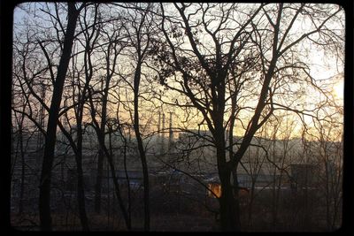 Silhouette of bare trees