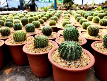 Cactus growing in potted plants