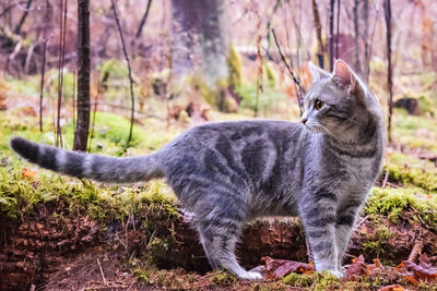 Close-up of cat sitting on field