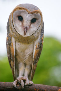 Close-up portrait of owl perching outdoors