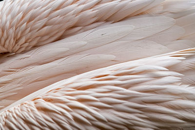 Full frame shot of feathers on flamingo