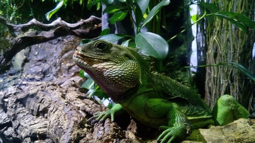 Close-up of lizard on tree