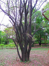 Trees in park