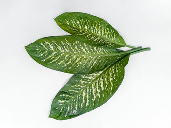 High angle view of fresh green leaves against white background