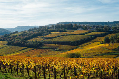 Scenic view of agricultural field against sky