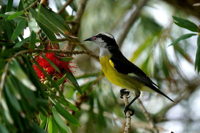 Close-up of bird perching on branch