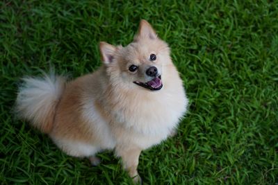 High angle view of dog on field