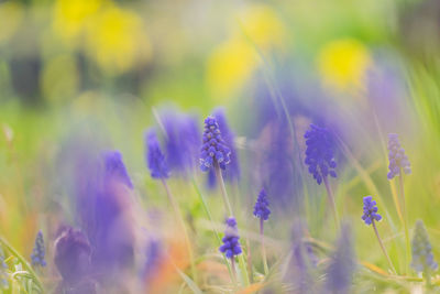 Close-up of purple flowering plants on field