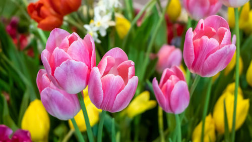 Close-up of pink tulips on field