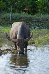 A buffalo stands in a muddy field drinking water