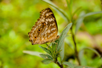 Close-up of butterfly on plant