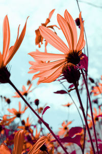 Close-up of orange flowering plant