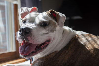 Close-up of a dog looking away at home