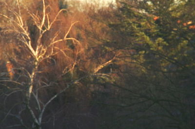 Trees in forest during autumn