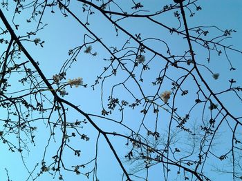 Low angle view of flowers against clear blue sky