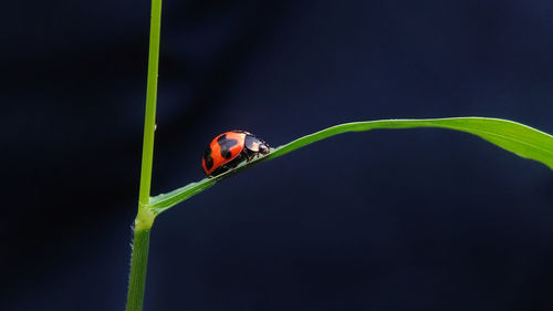 Close-up of ladybug on leaf