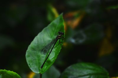 Close-up of insect on plant