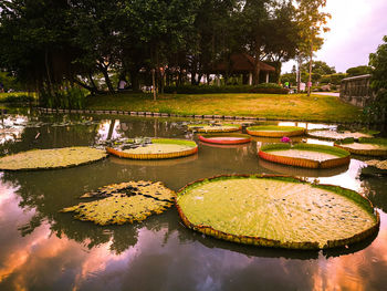 Reflection of trees in lake