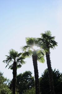 Low angle view of coconut palm trees against clear sky