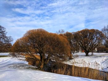 Trees on snow covered field against sky