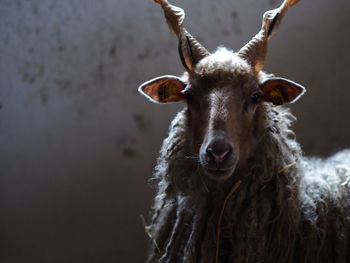 Close-up portrait of an animal