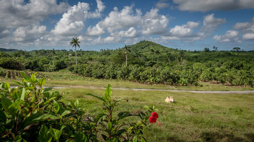 Scenic view of field against sky