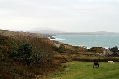 Horses grazing on landscape by sea against sky